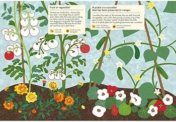 Plant world activity books: Activity book of flowers and vegetables – Geraldine St. Clare