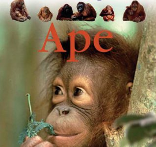Apes – Lisa Magloff