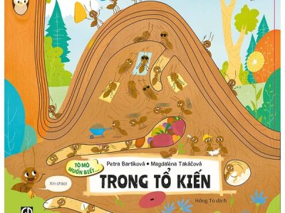 Tò mò muốn biết… trong tổ kiến